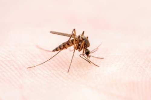 Symptoms of the West Nile Virus include fever, headache, body aches, a skin rash and swollen lymph nodes. (Courtesy Adobe Stock)