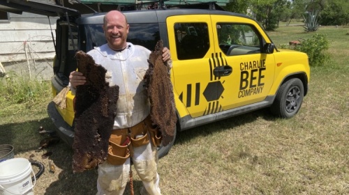 Charlie and his team remove bees from nuisance or dangerous situations. (Courtesy Charlie Bee Company) 