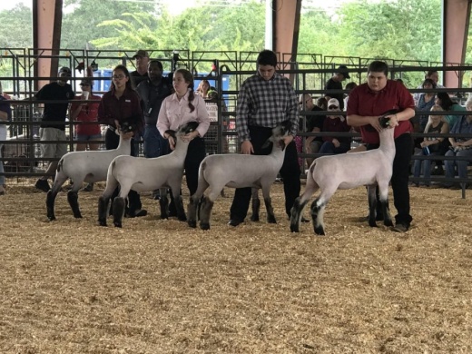 Different from past years, the 2020 Magnolia ISD Livestock Show will be incorporating safety protocols such as mandating the use of masks and social distancing and even livestreaming the event and auction on the organization's Facebook page as a virtual alternative to attending the show. The 2018 show is shown. (Courtesy Magnolia ISD)