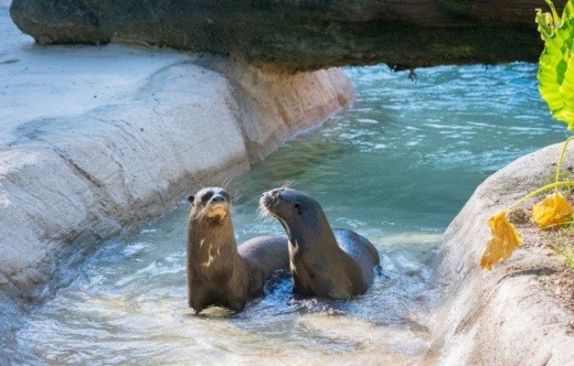 Giant river otters will be featured in the upcoming Pantanal habitat, which is set to open Oct. 10. (Courtesy Houston Zoo)