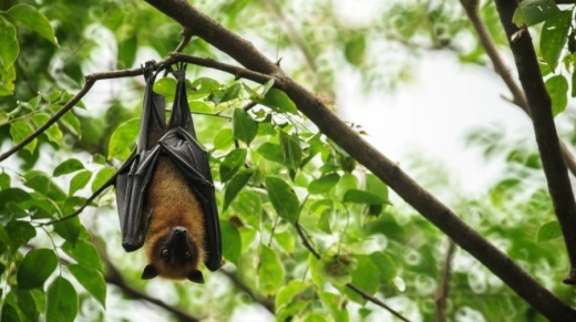 Several bats have tested positive for rabies in Plano. (Courtesy Adobe Stock)