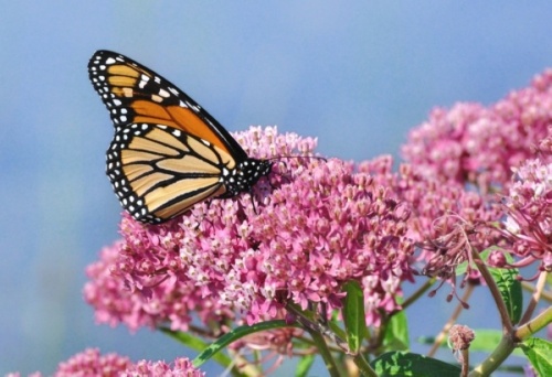 Around 300 million monarchs migrate twice a year through North America. (Courtesy Adobe Stock)