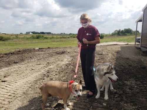 After noticing the number of senior dogs in local animal shelters, founder Rhonda Minardi decided to buy land to house them. (Ali Linan/Community Impact Newspaper)