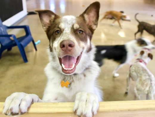PetSuites opened a new location in Fort Worth on Oct. 13. (Taylor Jackson Buchanan/Community Impact Newspaper)