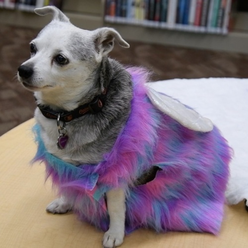 Teach your dog to strike a pose and prepare to vote for the most fabulous furry friend with Pflugerville's Second Annual Pawject Runway. (Courtesy Pflugerville Public Library)