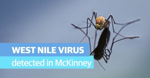 The city of McKinney will spray a portion of the city that had a mosquito pool test positive for West Nile Virus. (Community Impact staff)