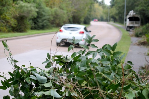 Workers will be removing the Kudzu vines from the Northpark Drive area until Oct. 31. (Andy Li/Community Impact Newspaper)