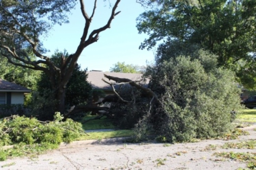 An estimated 3,500 trees were destroyed by last October's tornado. (Olivia Lueckemeyer/Community Impact Newspaper)