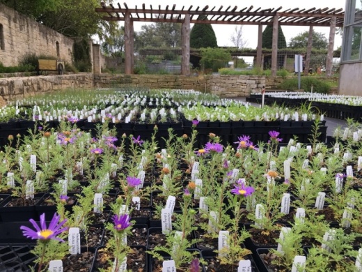 The Native Plant Sale is open to reservations only through Nov. 22. (Courtesy Lady Bird Wildflower Center)