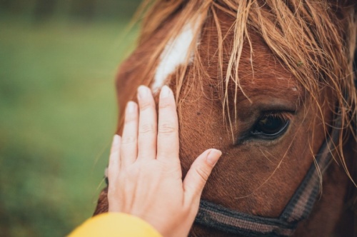 SIRE Therapeutic Horsemanship provides equine-assisted activities and therapies to adults and children with disabilities or developmental disorders. (Courtesy Pexels)