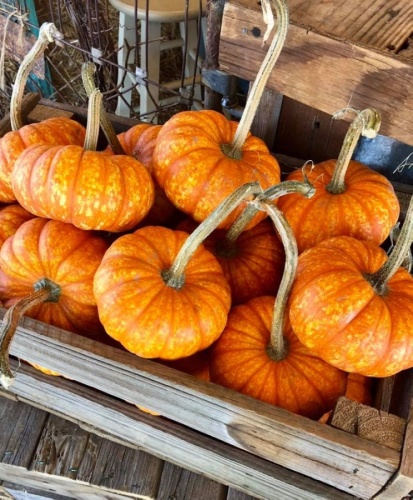The family-owned farm is known for its pumpkin patch and corn maze. (Courtesy Hall's Pumpkin Farm)