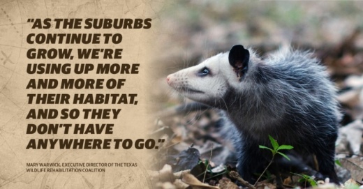 The Texas Wildlife Rehabilitation Coalition takes in 4,500 animals annually. (Courtesy Texas Wildlife and Rehabilitation Coalition)