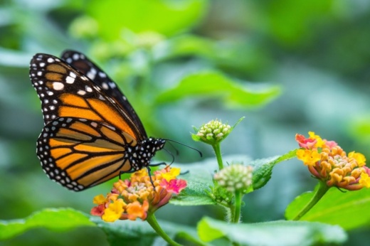 Monarch butterflies will soon be migrating through North Texas on their way to Canada from Mexico, and the city is looking to create a pit stop for them in downtown McKinney. (courtesy Adobe Stock)