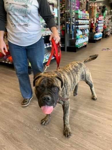 According to owner Jocelyn Harris, Pet Supplies Plus opened at 27754 Hwy. 249, Ste. 20, Tomball, on Oct. 30 and offers a range of pet supplies and live animals, such as birds, fish and bearded dragons. (Courtesy Pet Supplies Plus)