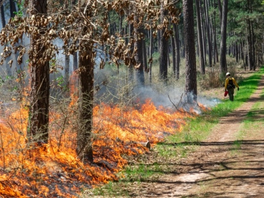 Prescribed burning offers a variety of environmental and safety benefits. (Courtesy Texas A&M Forest Service)
