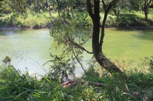 The TCEQ permit would have allowed Dripping Springs to dispose of treated wastewater into Onion Creek, which runs through Hays County and southern Travis County. (Olivia Aldridge/Community Impact Newspaper)