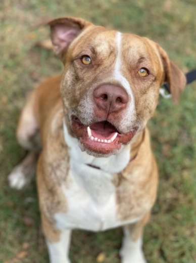 The pet hospital offers preventive care, general surgery, emergency care and treatment services. (Courtesy Georgetown Animal Shelter)