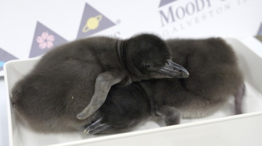 The new Macaroni penguin chicks at Moody Gardens can be seen virtually through the Penguin Webcam, according to a media release. (Courtesy of Moody Gardens)