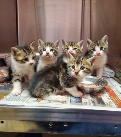 New Braunfels City Council approved an added building and lot used specifically for spaying and neutering dogs and cats. (Courtesy Humane Society of the New Braunfels Area)
