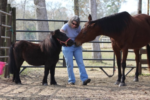 Volunteers are also needed to work with animal-based charities. (Courtesy Henry's Home Horse Sanctuary)