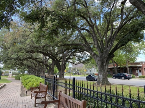 Over 18,500 total pounds of carbon dioxide have been absorbed by the native trees along Main Street in League City—equivalent to removing the air pollution caused by 20,800 miles of average passenger vehicle emissions. (Courtesy city of League City)