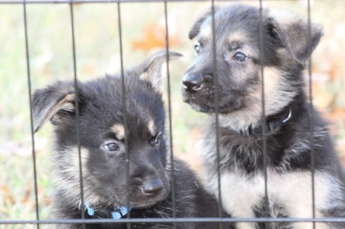 Carla Carroll founded the Zeus & Luna 2 Pay It Forward Foundation in February 2020, a nonprofit whose mission is to unite German shepherd puppies with military veterans, first responders and emergency medical services personnel. (Courtesy Carla Carroll)