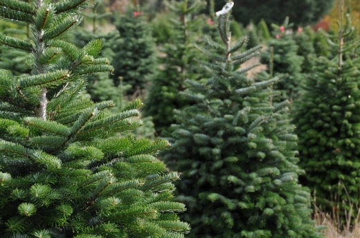 The city of Chandler will recycle your Christmas trees. (Courtesy Adobe Stock)