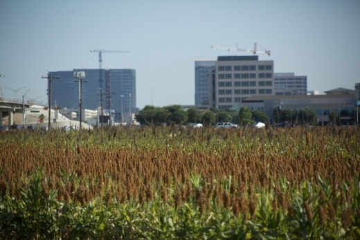 The Haggard family has owned large stretches of farmland in Plano for generations. (Gavin Pugh/Community Impact Newspaper)