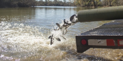 The Texas Parks & Wildlife Department will deliver the fish between Jan. 14 and 15. (Courtesy Harris County Precinct 4)