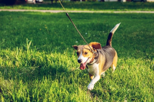 Once the camera is installed at the park, the Katy Police Department will operate and monitor it. (Courtesy Pexels)
