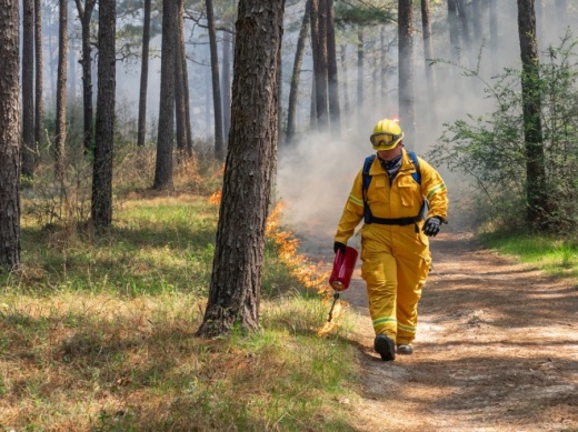 A prescribed burning on the W.G. Jones State Forest along FM 1488 is scheduled for Jan. 14-15, weather permitting. (Courtesy Texas A&M Forest Service)
