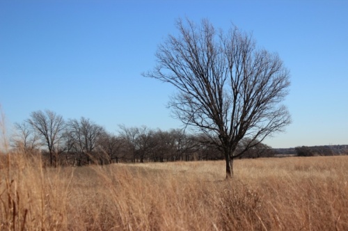 The Furst Ranch development would bring $3.3 billion in improvements to more than three square miles of farmland straddling Cross Timbers Road and US 377. (Daniel Houston/Community Impact Newspaper)