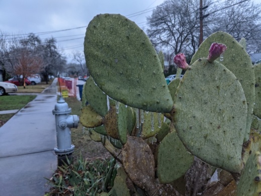 A cactus is covered in ice in North Austin on Feb. 11.