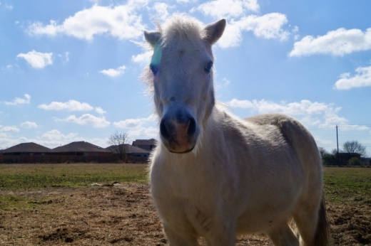 For more than 36 years, Horse Empowered Learning Programs Inc., or H.E.L.P., has provided therapeutic riding and equine-assisted learning for clients with physical, mental or emotional disabilities. (Kelsey Thompson/Community Impact Newspaper)