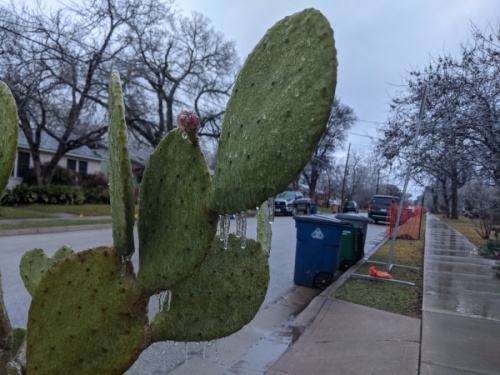 There will be no trash and recycling pickup services Feb. 15 due to inclement weather conditions, the city of Pflugerville announced Feb. 12. (Iain Oldman/Community Impact Newspaper)
