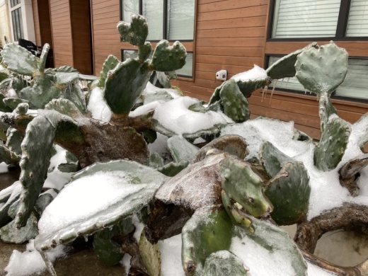 Temperatures have remained below freezing throughout the blackouts in Austin. (Christopher Neely/Community Impact Newspaper)