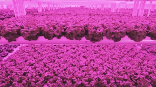 Kalera will open a vertical farming facility in Humble in late spring or early summer. (Courtesy Kalera)