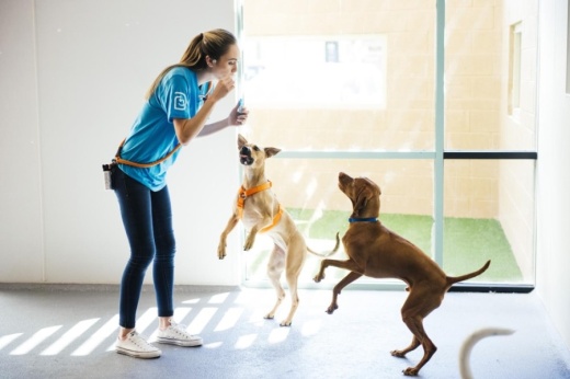 Dogtopia facilities feature spacious, supervised playrooms, off-leash environments and more. (Courtesy Dogtopia)