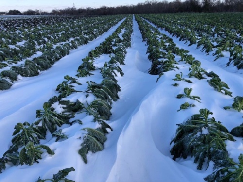 Snow covers crops at Johnson's Backyard Garden in Austin. (Courtesy Johnson’s Backyard Garden)