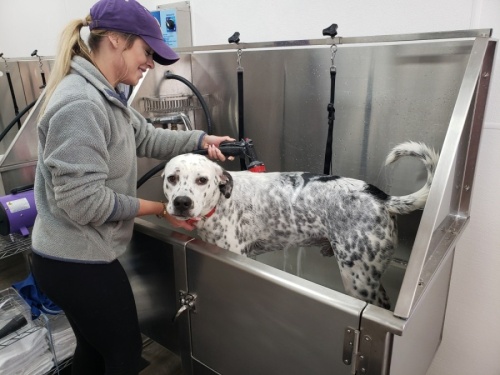 Brilliant Paws in Willis offers self-wash stations as well as full-service grooming. (Courtesy Brilliant Paws)