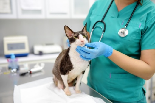 Vetsavers Pet Hospital is open seven days a week and offers various services for cats and dogs. (Courtesy Adobe Stock)
