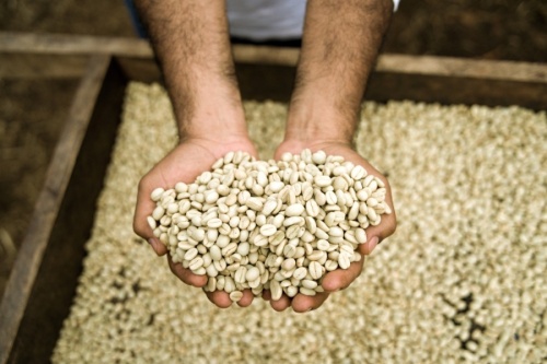 EDG Coffee is a Nicaraguan coffee producer that sells coffee that it grows on its own farm online and through a home subscription service. (Courtesy EDG Coffee)