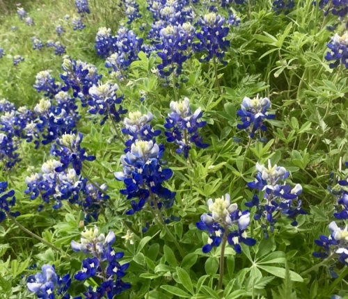 Although slightly later than in recent years, Texas bluebonnets and other native flowers started to bloom in the Austin area in mid-March. (Nicholas Cicale/Community Impact Newspaper)