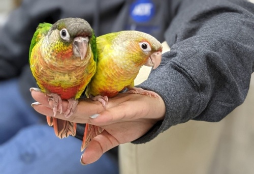 Two parrots sitting on a woman's hand