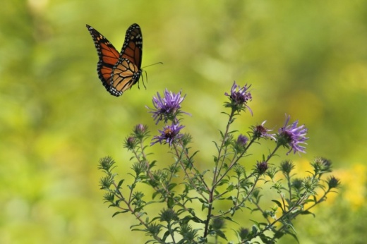 Events in April include a butterfly gardening workshop hosted by the Harris County Public Library System. (Courtesy Gary Bendig/Unsplash)