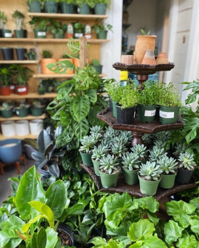 Located at 26303 Preston Ave., Ste. C, Spring, Wet My Plant will offer a wide selection of tropical plants, cacti, succulents and more. (Courtesy Wet My Plant) 