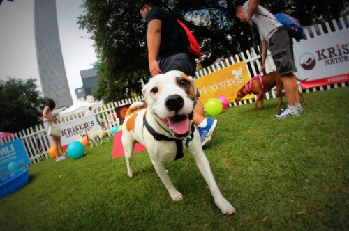The annual Puppies for Breakfast event offers dog lovers an opportunity to bring their pet to an outdoor party with local vendors and food trucks. (Courtesy Puppies for Breakfast)