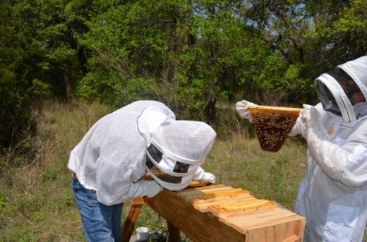 From left: Peter Keilty and Chris Abramson of Bees for All tend to one of their hives. (Amy Rae Dadamo/Community Impact Newspaper)