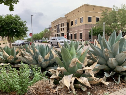 Succulent plants, like these agave, or century plants, at the Hill Country Galleria, were severely damaged by the 2021 winter storm. (Greg Perliski/Community Impact Newspaper).