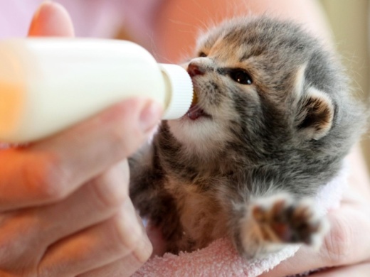 Harris County Pets is in need of short-term fosters to assist with bottle feeding kittens, according to a May 21 announcement from the organization. (Courtesy Getty Images)
